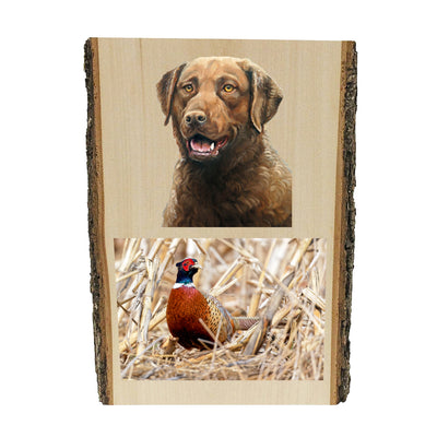 Chesapeake Bay Retriever portrait by artist Zann Hemphill, above a photo of a Pheasant, printed directly onto a solid piece of Live Edge 1" Mountain Pine, and ready to hang. Now available from Rascals Sporting Dogs.